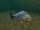 Piranha