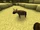 Hyena2.png