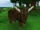 Brown Bull