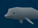 Beluga Whale