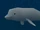 Beluga Whale