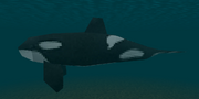 ORCA