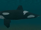 Orca