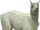 Alpaca.png