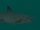 Tiger Shark