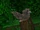 Sparrow