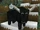 Black Bull