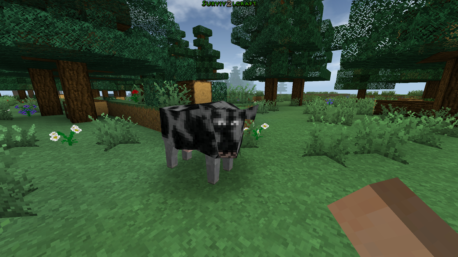 My farm SO FAR in survivalcraft i will post more pics when i finish. We got  my horses my black cows and my brown cows so far.