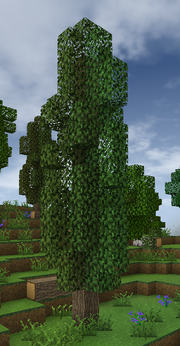 Poplar Tree