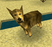 Coyote icon