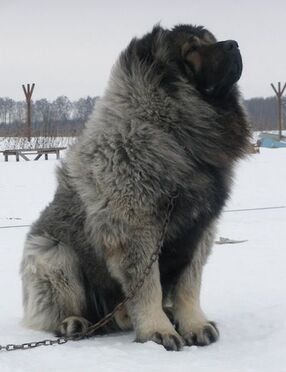 are caucasian shepherds the largest dogs