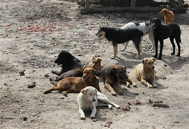 pack of feral dogs