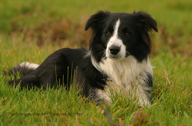 Smooth Collie - Wikipedia