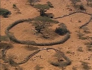 Samburu's distress signal (Africa).
