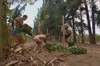 The Sand tribe stealing sugarcane.