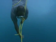 Survivor.Vanuatu.s09e05.Earthquakes.and.Shake-ups!.DVDrip 183.jpg (10 KB) Rory competes for Yasur (Vanuatu).