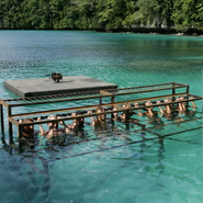 The challenge as shown in Palau.