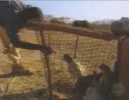 Clarence declares his hatred for the chickens.