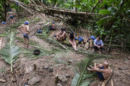 Manu building their shelter.