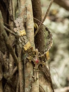 Nicaragua A golden necklace with artifacts and a cross with a red gem in the center.