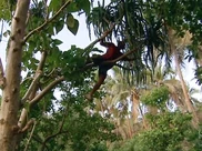 Brady at the top of a tree.