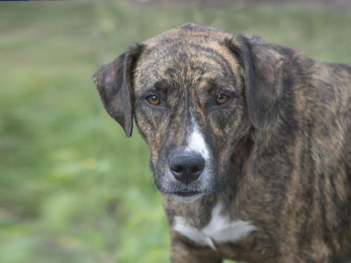 Survivor Dogs Auburn Original Characters Wiki Fandom