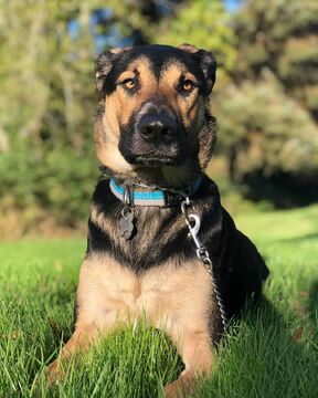 German shepherd lab mix size cheap