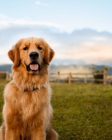 Survivor Dogs Growl Original Characters Wiki Fandom