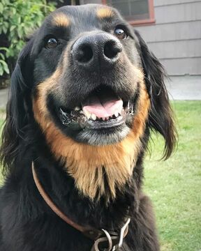 Survivor Dogs Glow Original Characters Wiki Fandom