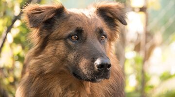 Irish setter german shepherd store