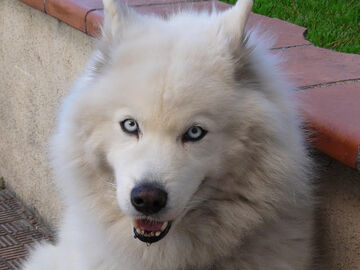 Samoyed blue eyes outlet