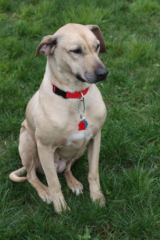 Survivor Dogs Jake Original Characters Wiki Fandom