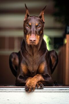 Gladiator doberman pinscher cheap