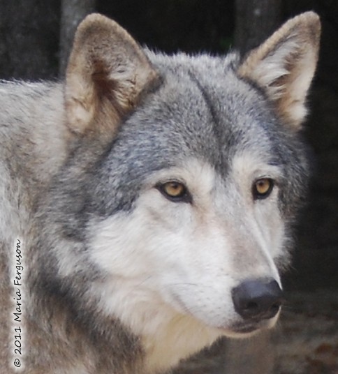 beautiful brown wolf with blue eyes