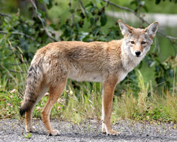 Coyote.2