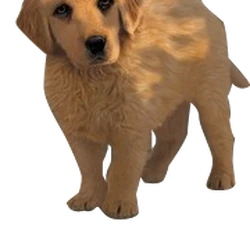 picture Erin Hunter Survivors Characters survivors by erin hunter wiki