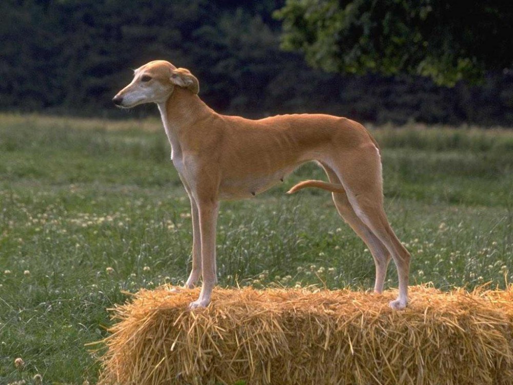 Pin on divers Grey hound dog, Beautiful dogs, Greyhound pictures