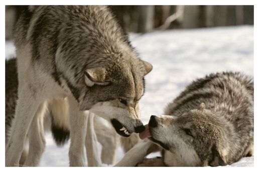 Social-dominance-wolf-pack.jpg