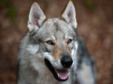 Wolf-Dog (term)