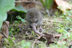 Vole