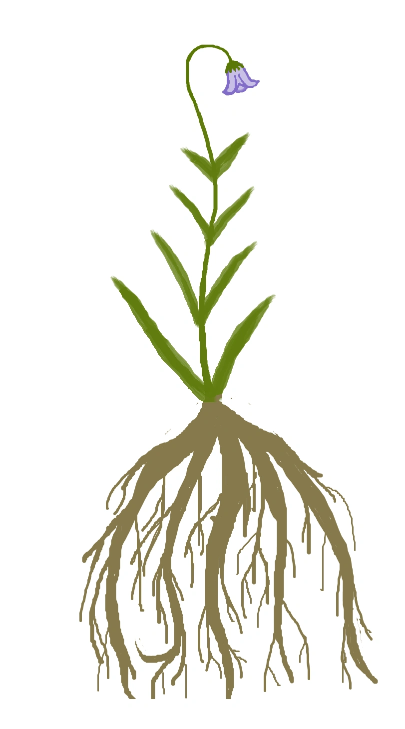 Bitter-root | Sverige Wiki | Fandom