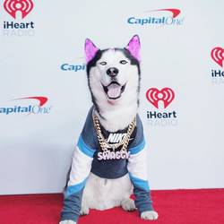 Famous husky with pink ears best sale