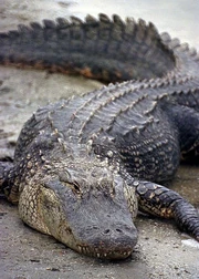 Florida Alligator