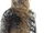 Chewbacca (ASWS)