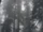Wroshyr tree