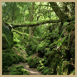 Puzzlewoodforest.png