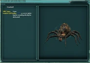 a cavern spider hunter