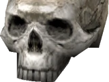 A Human Skull