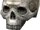 A Human Skull
