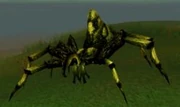 A Hermit Spider